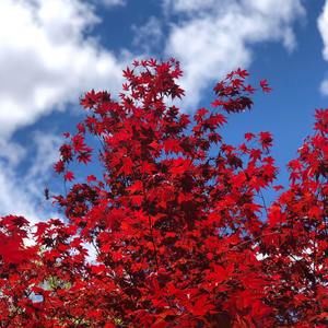 Meet your Posher, Carol